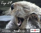 Top 29 piese romanesti (saptamana 11 - 17 octombrie)