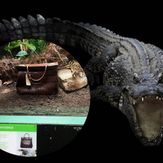 La Gradina Zoologica din Londra a fost expusa o geanta din piele de crocodil in locul unui animal viu. Gestul devenit viral atrage atentia asupra braconajului si comertului ilegal pentru o specie aflata pe cale de disparitie.