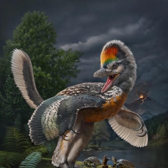 In China a fost descoperit Fujianvenator, un nou dinozaur asemanator unei pasari. Creatura avea picioarele inferioare foarte lungi si ar putea fi raspunsul mai multor intrebari cu privire la evolutia pasarilor moderne.
