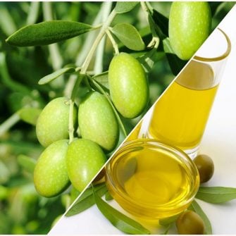 Poti adopta un maslin in Italia si primi acasa uleiul produs in livada lui. Un cadou surprinzator pentru orice aniversare